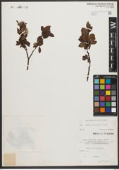 Foto von Salix waldsteiniana Willd.